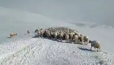 Şiddetli Tipi: 350 Hayvan Hayatını Kaybetti